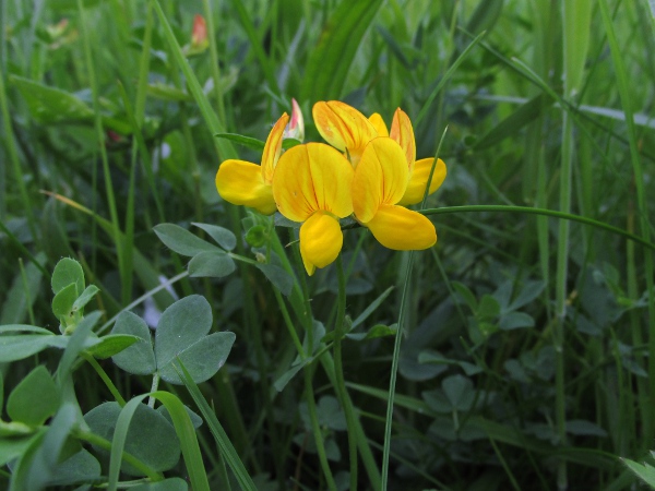 common bird’s-foot trefoil / Lotus corniculatus: _Lotus corniculatus_ is a very common plant of basic to slightly acidic grasslands across the British Isles.