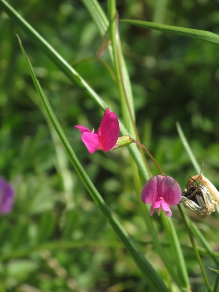 grass vetchling / Lathyrus nissolia: The leaves of _Lathyrus nissolia_ are unusual among legumes for being simple, rather than pinnate or ternate.