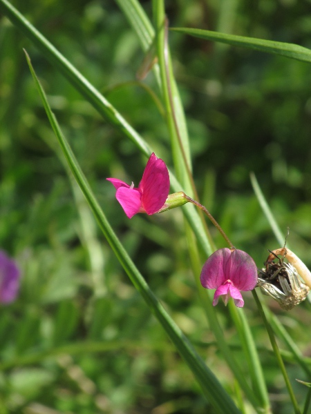 grass vetchling / Lathyrus nissolia: The leaves of _Lathyrus nissolia_ are unusual among legumes for being simple, rather than pinnate or ternate.