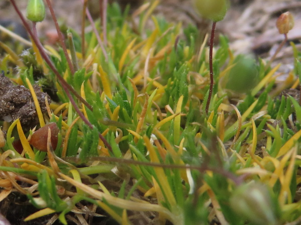 heath pearlwort / Sagina subulata: The leaves of _Sagina subulata_ end in a (proportionally) long bristle-point.