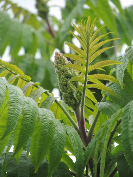 stag’s-horn sumach / Rhus typhina: _Rhus typhina_ has serrate leaves with unwinged petioles.