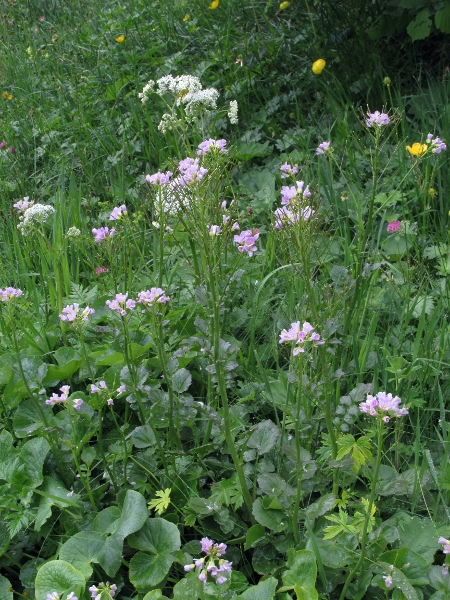 greater cuckooflower / Cardamine raphanifolia