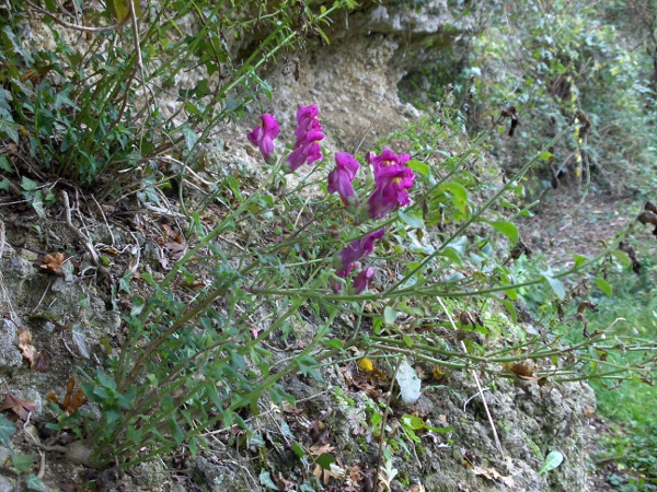 snapdragon / Antirrhinum majus: _Antirrhinum majus_ is a very popular garden plant that often escapes, almost always in low-lying areas.