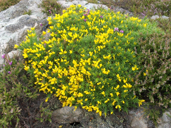 western gorse / Ulex gallii