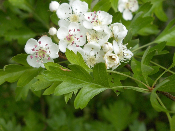 hawthorn / Crataegus monogyna: _Crataegus monogyna_ is a very abundant hedgerow tree; its leaves are more divided than those of _Crataegus laevigata_, with veins that bend away from the apex; its flowers have 1 stigma.