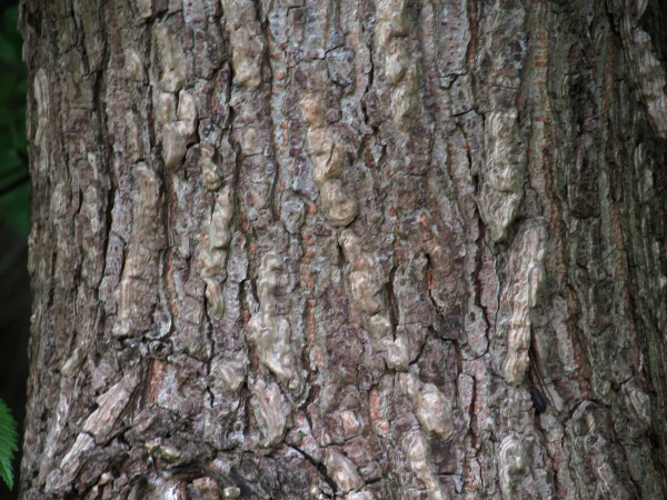 small-leaved elm / Ulmus minor: The bark of _Ulmus minor_ has corky ridges.