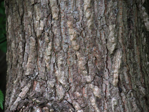 small-leaved elm / Ulmus minor