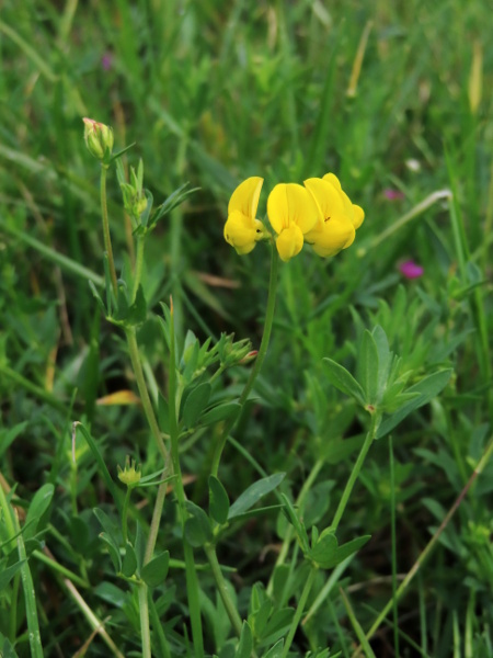 narrow-leaved bird’s-foot trefoil / Lotus tenuis: _Lotus tenuis_ differs from _Lotus corniculatus_ in its long, slightly glaucous leaflets.