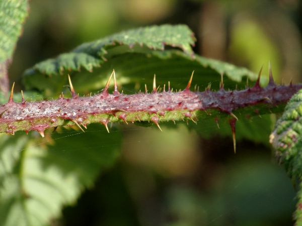 brambles / Rubus sect. Corylifolii: The stems of _Rubus_ sect. _Corylifolii_ have numerous prickles and acicles, grading into each other, not only on the angles of the stem.