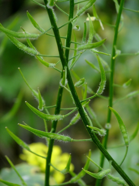 white mustard / Sinapis alba: The fruit of _Sinapis alba_ has a flattened beak that is longer than the rest of the fruit, in contrast to that of _Sinapis arvensis_.