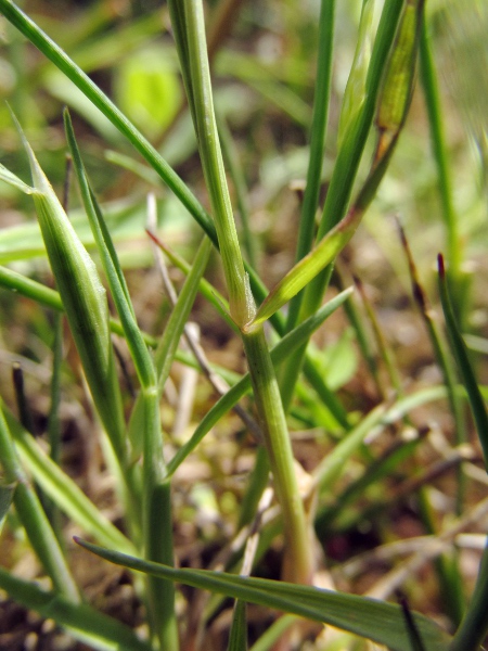 annual beard-grass / Polypogon monspeliensis: Ligule