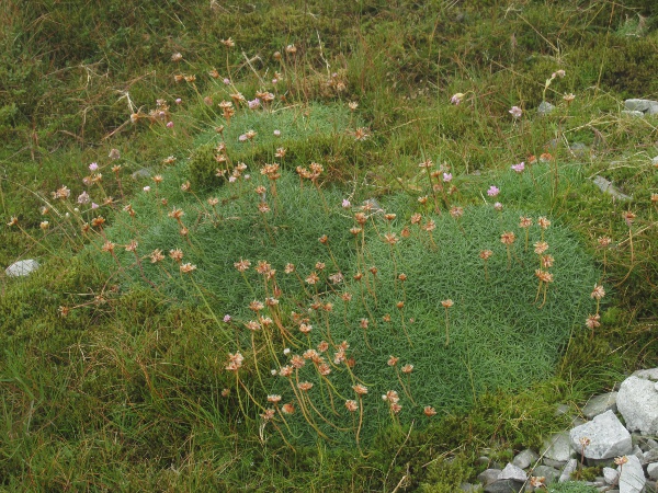 thrift / Armeria maritima: _Armeria maritima_ also grows high up on mountains, especially in Scotland.