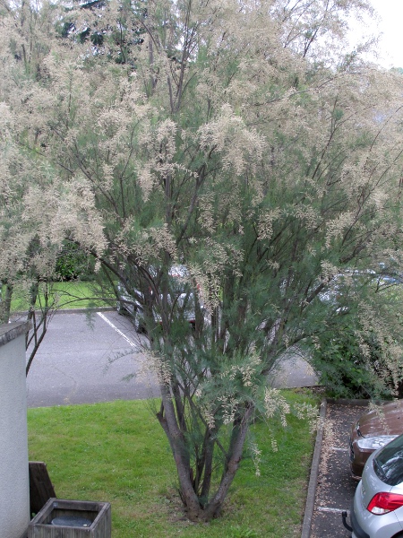 African tamarisk / Tamarix africana: _Tamarix africana_ is an occasional garden escape, much confused with _Tamarix gallica_.