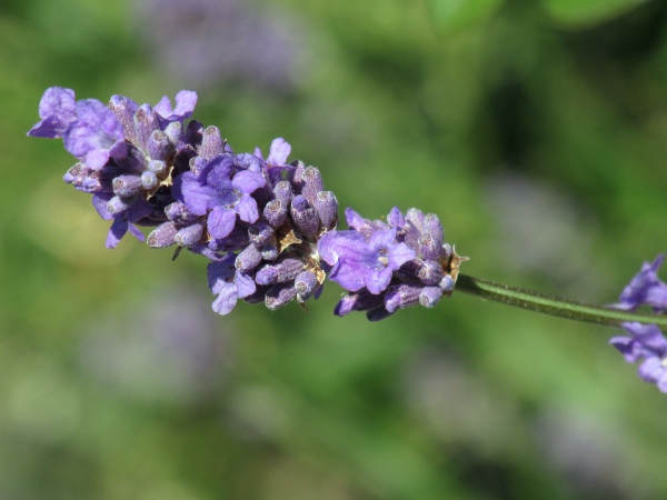 garden lavender / Lavandula angustifolia: Garden escapes of _Lavandula angustifolia_ occur throughout the British Isles.
