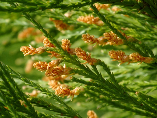 wellingtonia / Sequoiadendron giganteum: Pollen cones