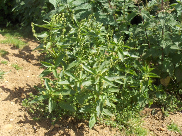 annual mercury / Mercurialis annua: _Mercurialis annua_ is a non-native weed of open, disturbed ground, mostly found in the south and east of Britain and Ireland.