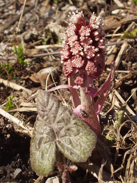 butterbur / Petasites hybridus: _Petasites hybridus_ is found in wet lowland areas across the British Isles, except for parts of the far north.