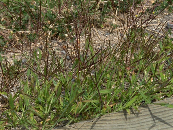 hairy finger-grass / Digitaria sanguinalis