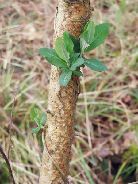 honeysuckle / Lonicera periclymenum