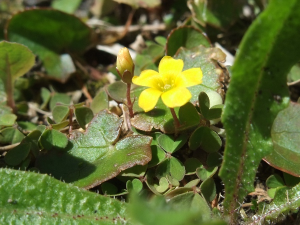 least yellow sorrel / Oxalis exilis: _Oxalis exilis_ is also smaller than _Oxalis corniculata_ in most parts; it is native to Australasia.