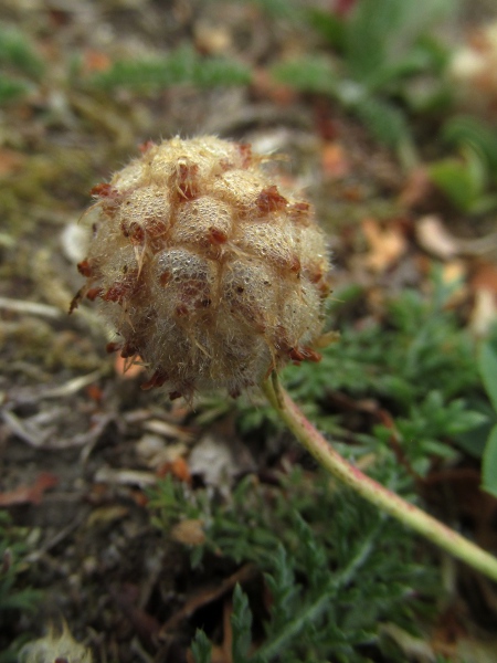 strawberry clover / Trifolium fragiferum