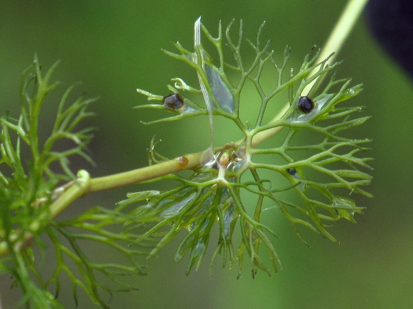 fan-leaved water-crowfoot / Ranunculus circinatus