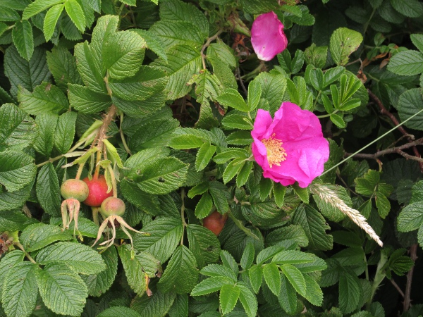 Japanese rose / Rosa rugosa: _Rosa rugosa_ is native to the countries surrounding the Sea of Japan; it is widely grown in gardens and parks and is often naturalised, especially in coastal areas.