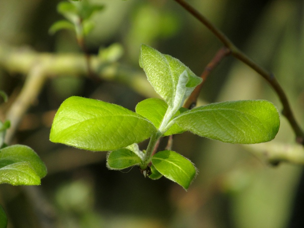 goat willow / Salix caprea: The leaves of _Salix caprea_ are not much longer than they are wide, and hairier below than above.