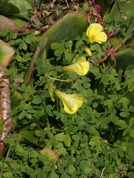 Bermuda buttercup / Oxalis pes-caprae: _Oxalis pes-caprae_ is a perennial herb native to south-western Africa, but naturalised in the Channel Islands and the Isles of Scilly, and casual elsewhere in Great Britain.