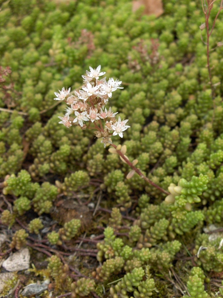 white stonecrop / Sedum album: In flower