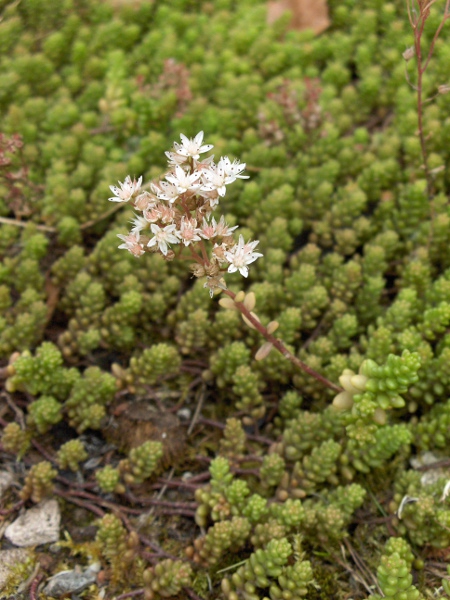 white stonecrop / Sedum album