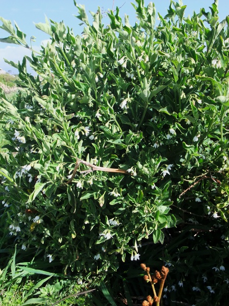 tall nightshade / Solanum chenopodioides: _Solanum chenopodioides_ is a South American species that sometimes escapes in Great Britain and has become naturalised in Australia and New Zealand.