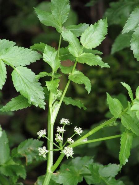 fool’s watercress / Helosciadium nodiflorum: The inflorescences of _Helosciadium nodiflorum_ are borne close to stem-nodes.