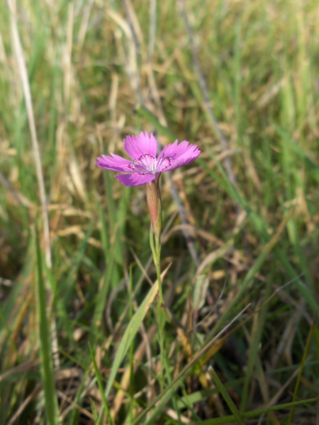 maiden pink / Dianthus deltoides