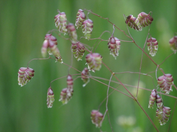 quaking grass / Briza media: Inflorescence