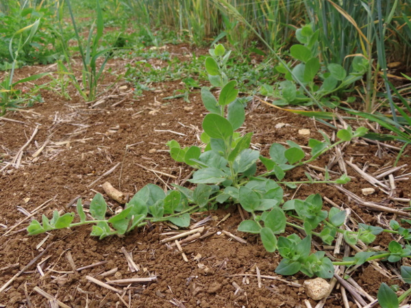 round-leaved fluellen / Kickxia spuria: _Kickxia spuria_ is an arable weed found in southern England and parts of the East Midlands and South Wales, usually on calcareous soils; it is usually prostrate, but can also produce upright flowering shoots.