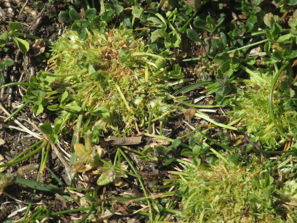 suffocated clover / Trifolium suffocatum: _Trifolium suffocatum_ is a low-growing species of thin soils close to the sea, from the Mediterranean Sea to Great Britain (but not Ireland).