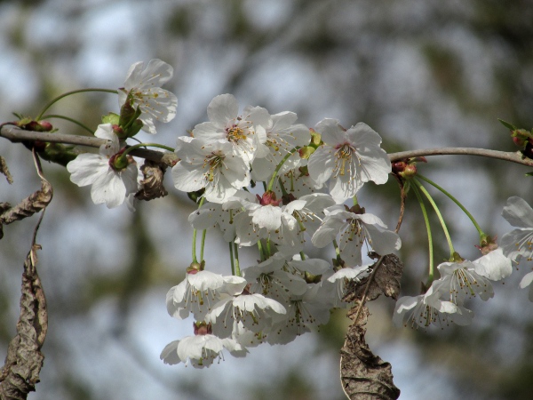 wild cherry / Prunus avium: _Prunus avium_ is a tree of woodlands and hedgerows throughout the British Isles; its bud-scales are persistent, but not leaf-like.