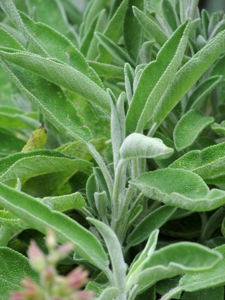 sage / Salvia officinalis: Sage leaves are distinctly hairy, especially on the lower surface