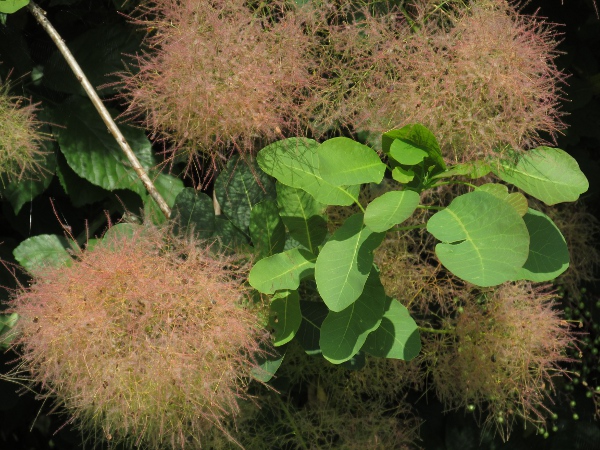 smoke tree / Cotinus coggygria: Few of the flowers of _Cotinus coggygria_ set seed, but their long hairs give the infructescence a diffuse appearance.