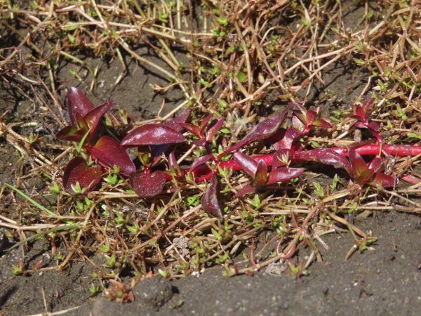 Hampshire purslane / Ludwigia palustris