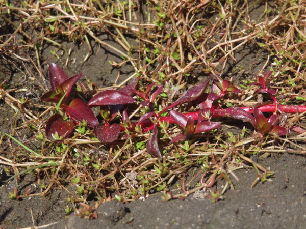 Hampshire purslane / Ludwigia palustris: _Ludwigia palustris_ grows on seasonally inundated mud in the New Forest and a few neighbouring spots.