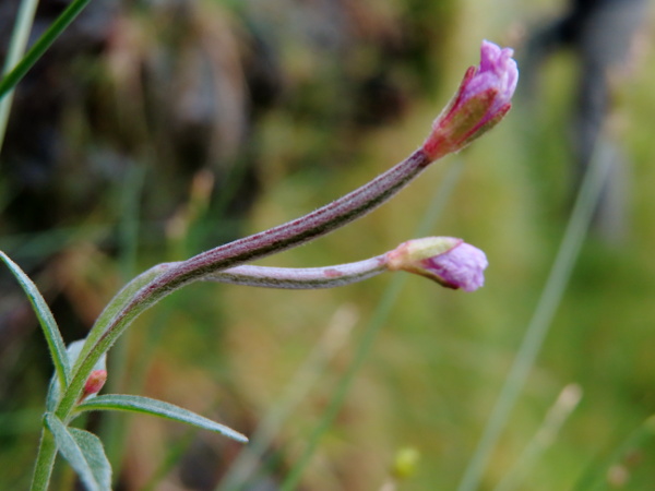 short-fruited willowherb / Epilobium obscurum: _Epilobium obscurum_ is very close to _E. tetragonum_, but has shorter capsules and at least a few patent glandular hairs on the hypanthium.