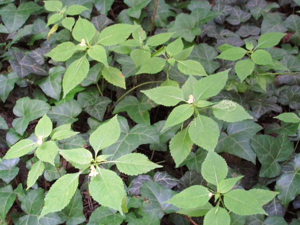 small balsam / Impatiens parviflora: _Impatiens parviflora_ is native to Central Asia.