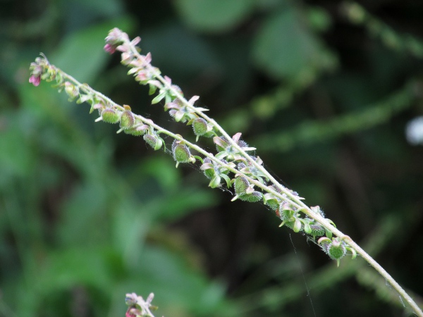 green hound’s-tongue / Cynoglossum germanicum