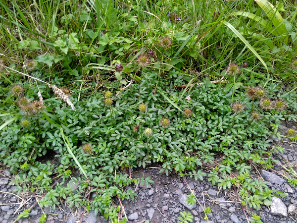 pirri-pirri bur / Acaena novae-zelandiae: _Acaena novae-zelandiae_ is a mat-forming perennial that is native to New Zealand and south-eastern Australia; it is an invasive weed in the British Isles, especially in north-eastern England.