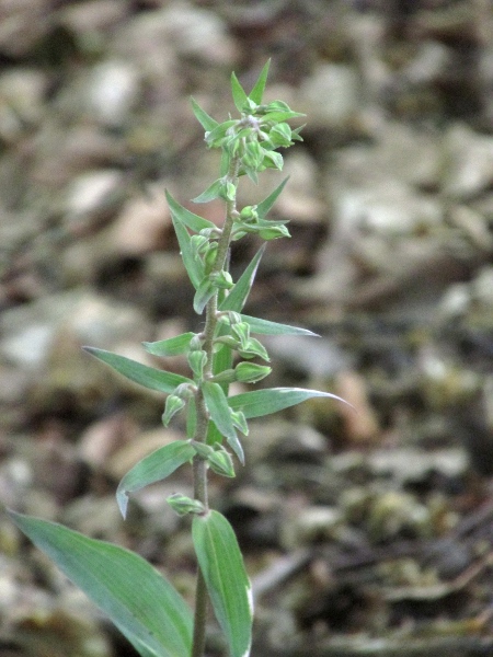 violet helleborine / Epipactis purpurata: Even when the purple colouration is weaker, the leaves are grey-green and the flowers are violet-tinged.