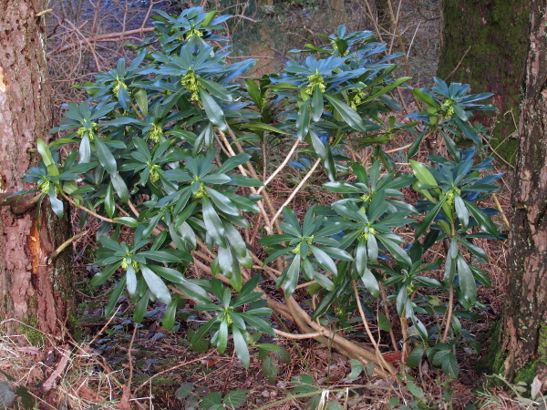 spurge laurel / Daphne laureola: _Daphne laureola_ grows in shady woodland on basic or neutral soils.