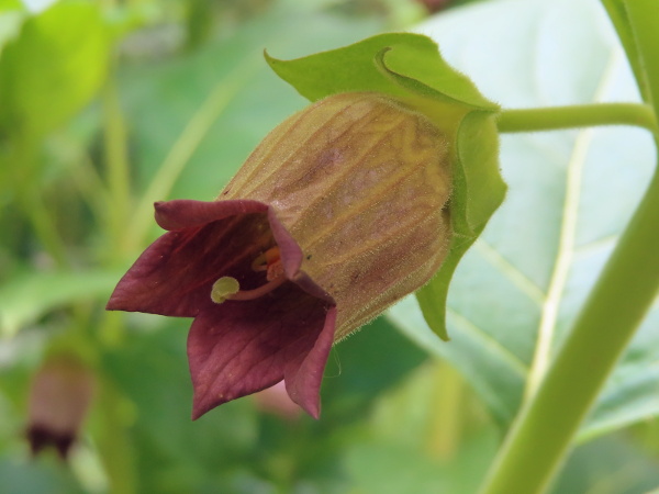 deadly nightshade / Atropa belladonna: The flowers of _Atropa belladonna_ are brownish purple, with 1 stigma and 5 separate stamens; the sepals are largely separate.