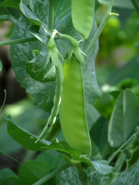 garden pea / Lathyrus oleraceus: The young fruit-pods of _Lathyrus oleraceus_ can be eaten as <em>mange-tout</em>; older ones can be shucked to be eaten as peas.